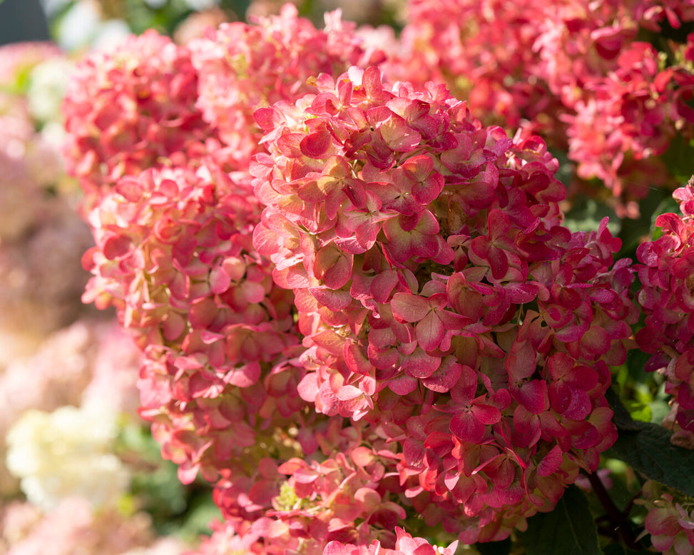 Hydrangea 'Diamant Rouge'