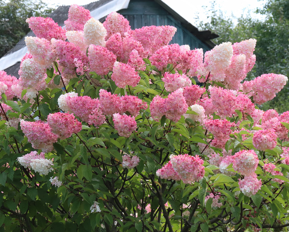 Hydrangea 'Diamant Rouge'