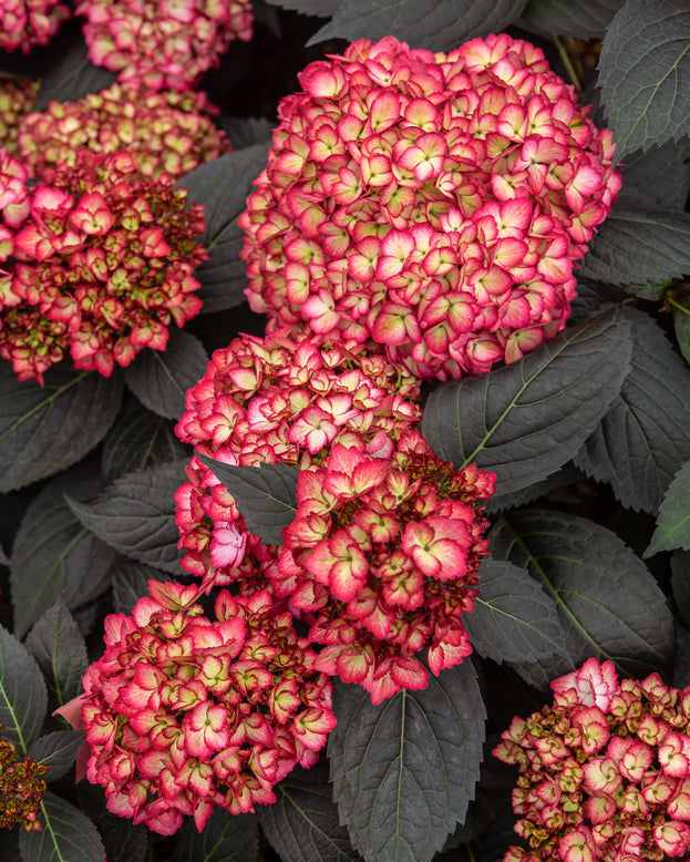 Hydrangea 'Eclipse'