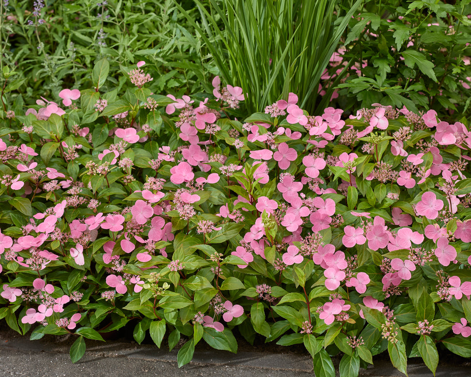 Hydrangea 'First Love Pink'
