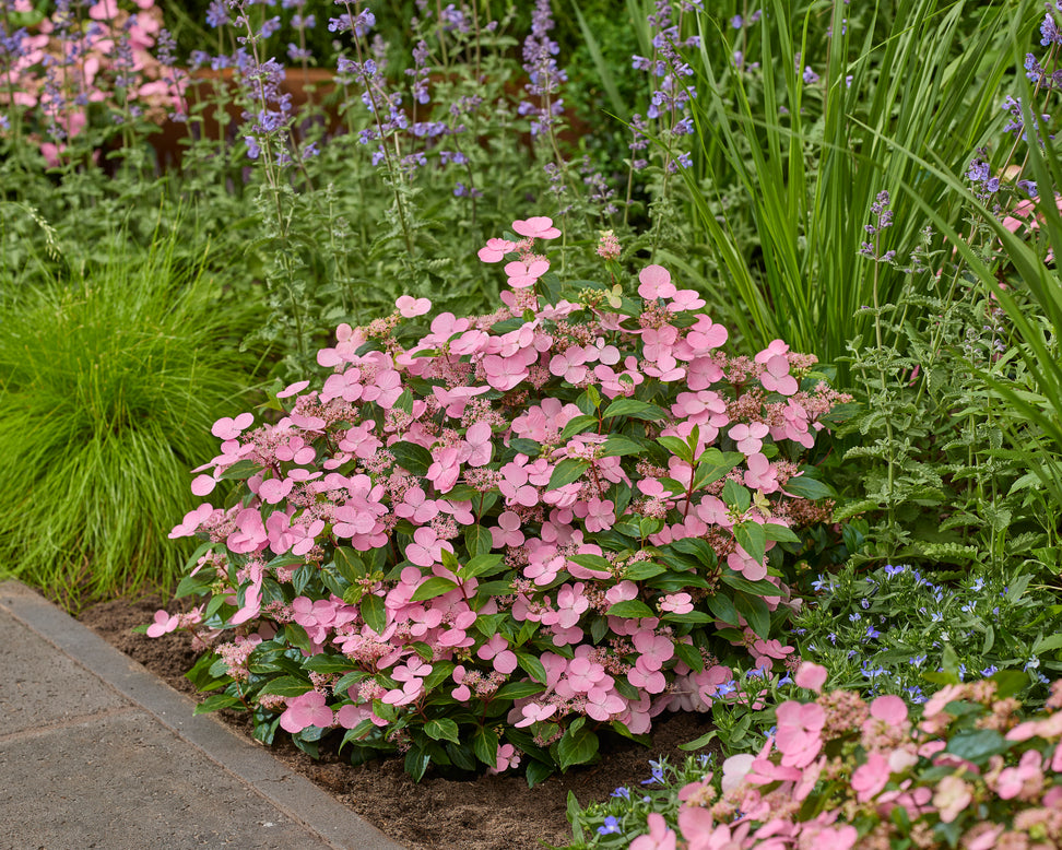 Hydrangea 'First Love Pink'