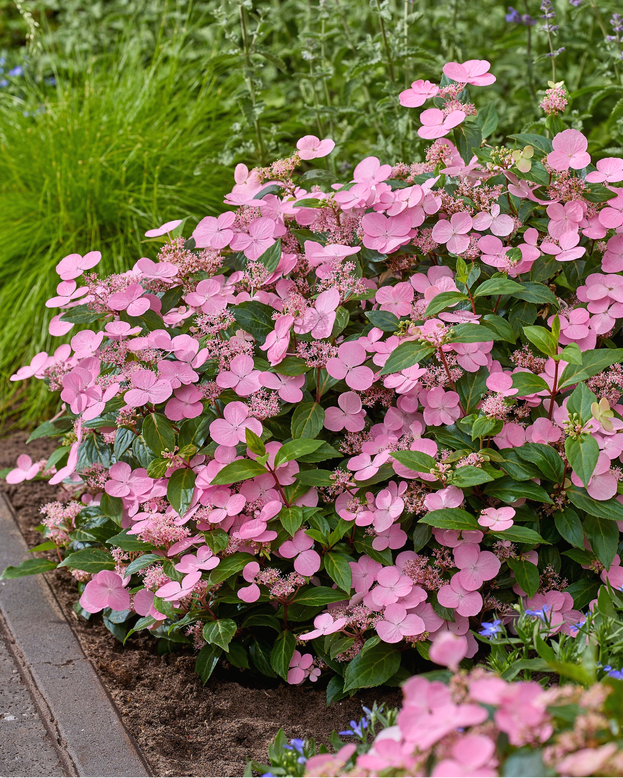 Hydrangea 'First Love Pink'