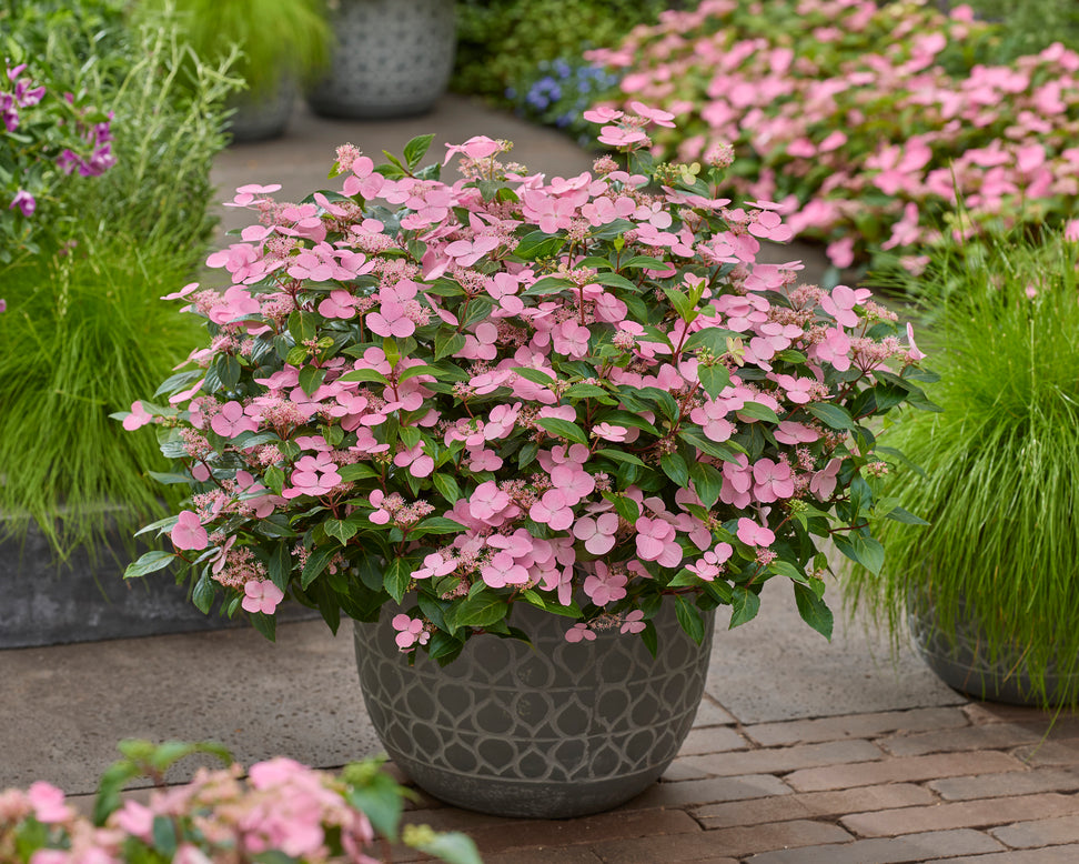 Hydrangea 'First Love Pink'