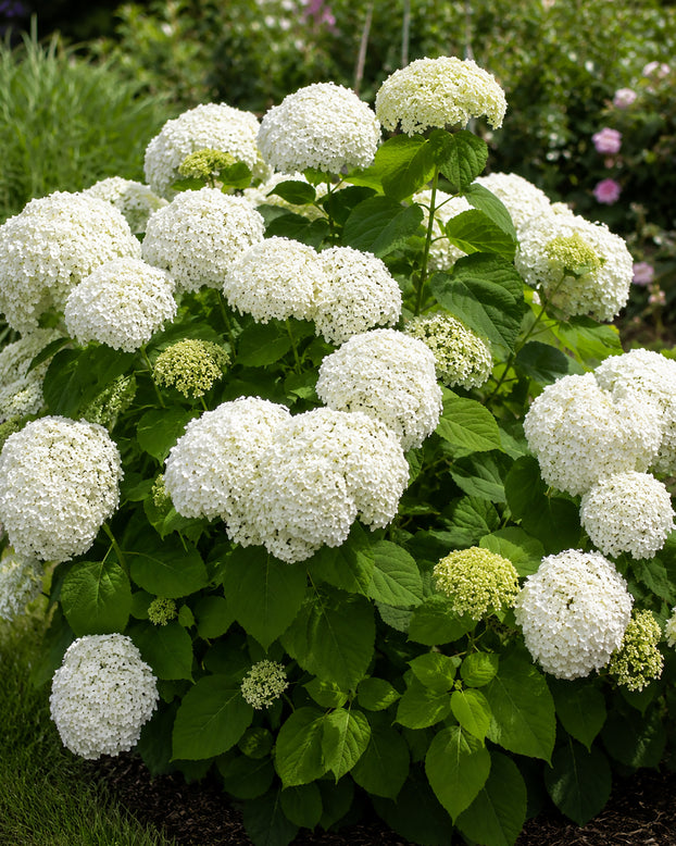 Hydrangea 'Baiful'