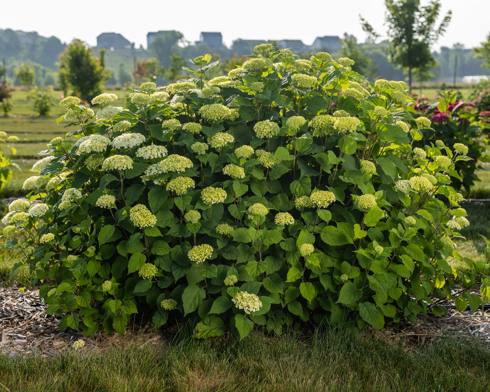 Hydrangea 'Baiful'