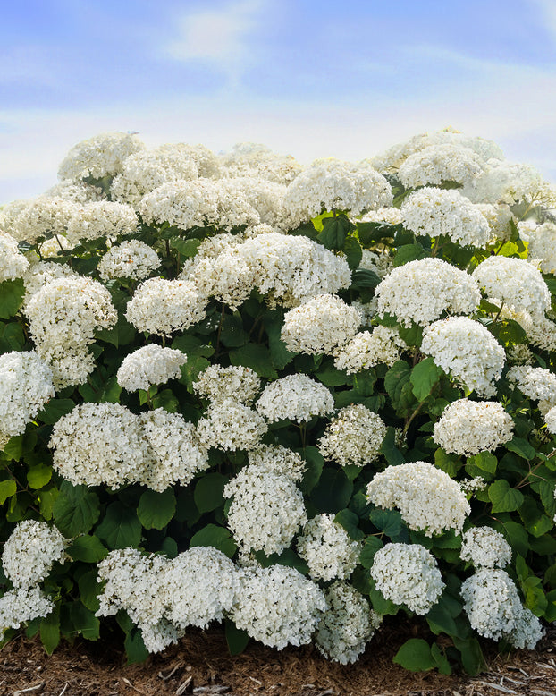 Hydrangea arborescens 'Baiful' (First Editions® FlowerWOW)