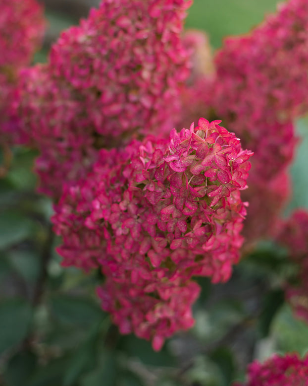 Hydrangea 'Fraise Melba'