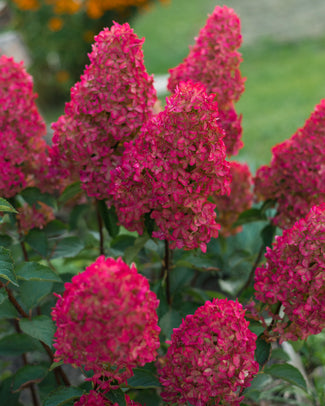 Hydrangea 'Fraise Melba' Hydrangea 'Fraise Melba'