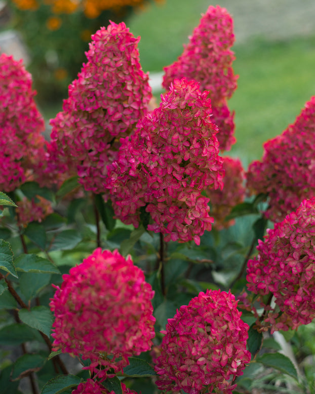 Hydrangea 'Fraise Melba'