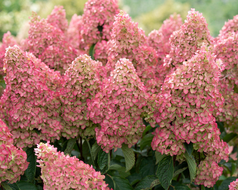 Hydrangea 'Fraise Melba'