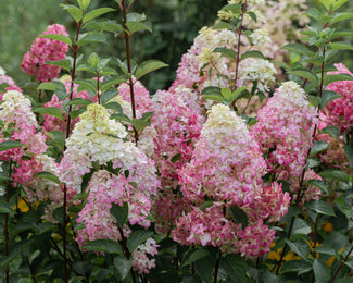 Hydrangea 'Fraise Melba' Hydrangea 'Fraise Melba'