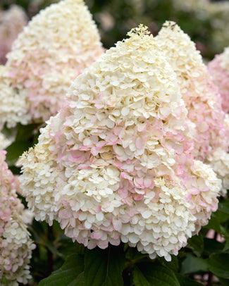 Hydrangea 'Graffiti' Hydrangea 'Graffiti'