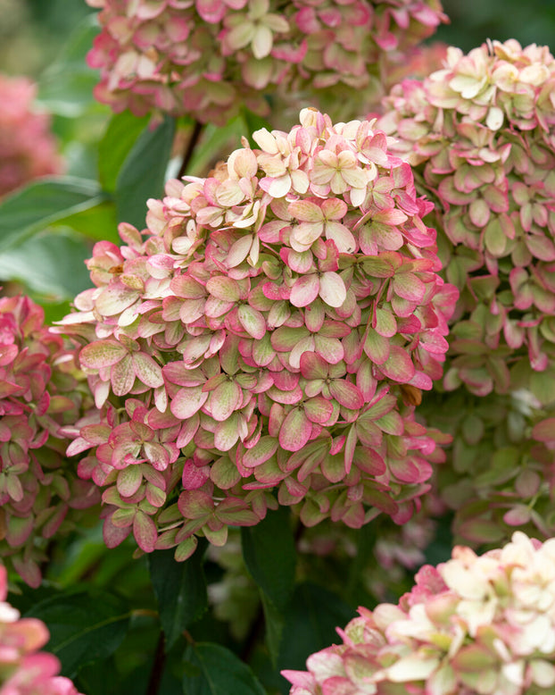 Hydrangea 'Graffiti'