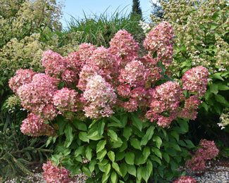 Hydrangea 'Graffiti' Hydrangea 'Graffiti'