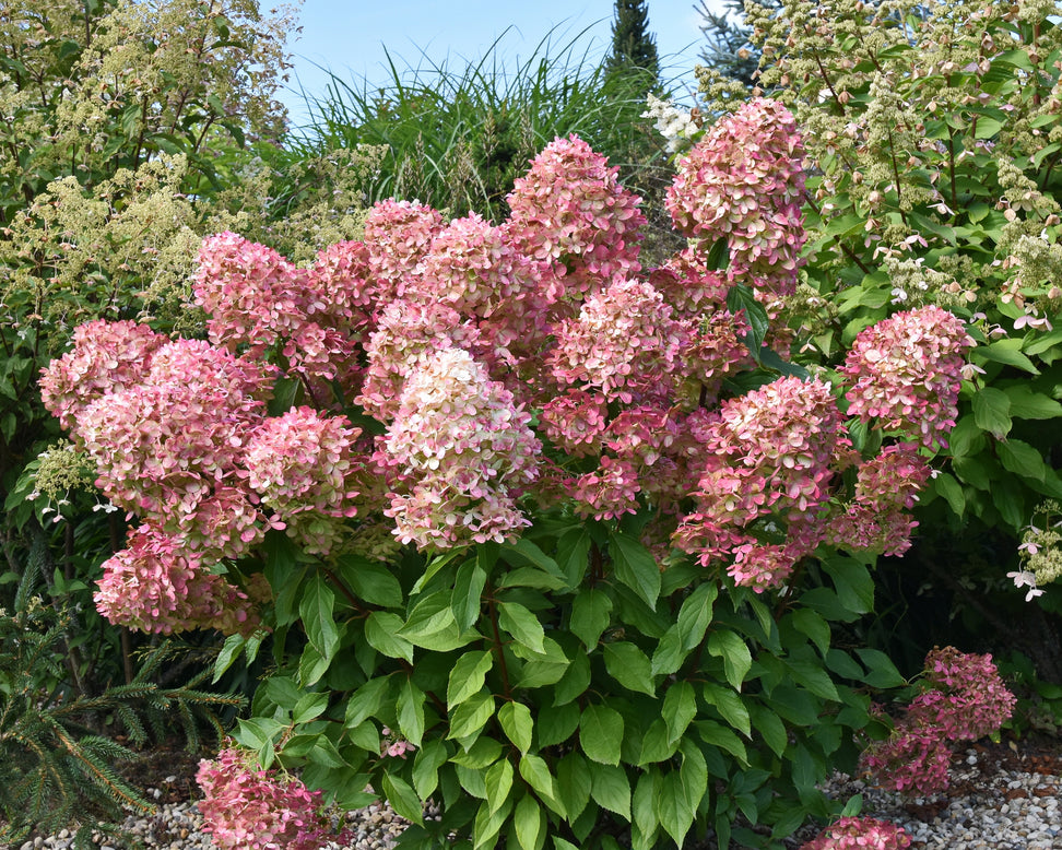 Hydrangea 'Graffiti'