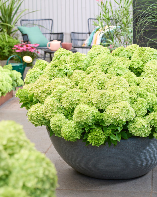 Hydrangea 'Groundbreaker Greeny'