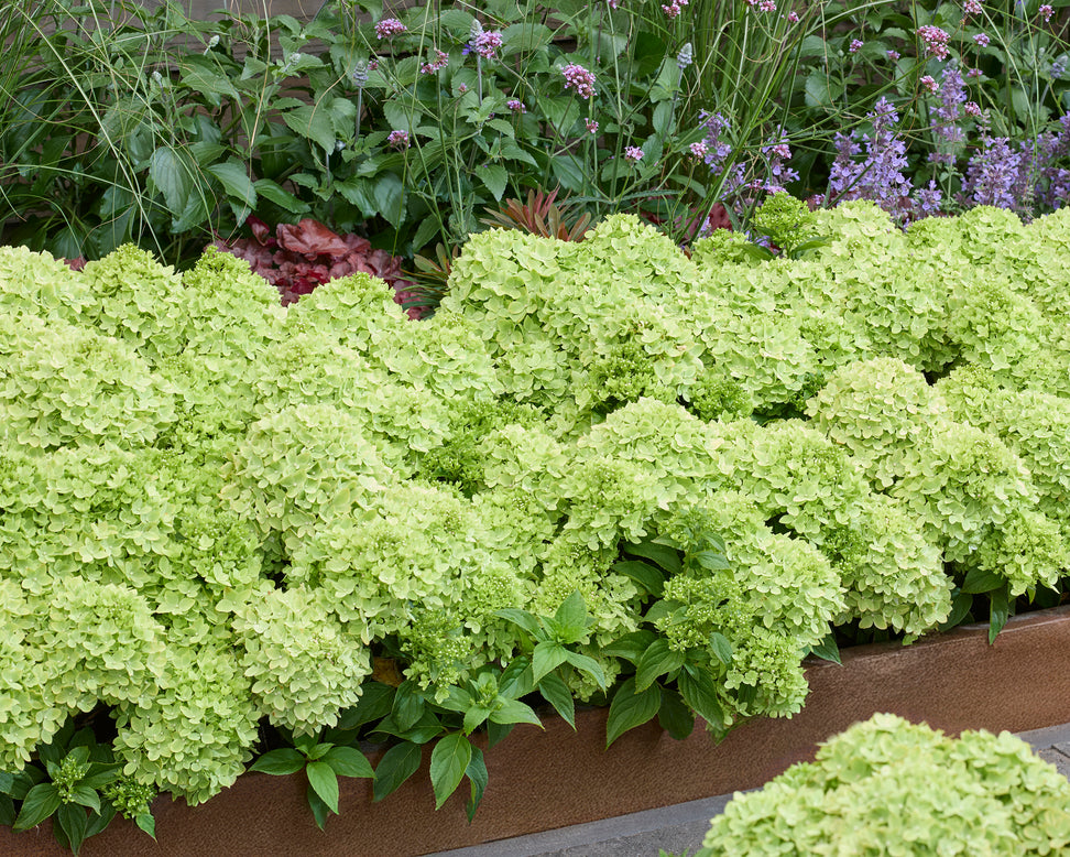 Hydrangea 'Groundbreaker Greeny'