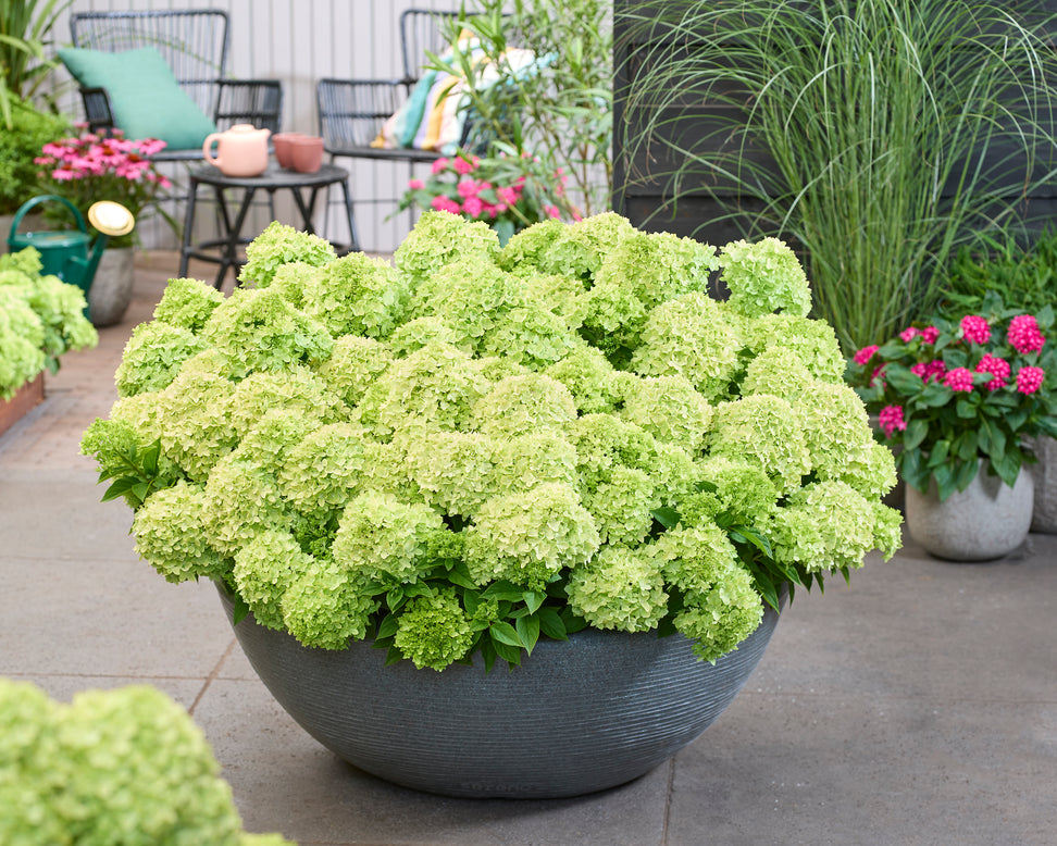 Hydrangea 'Groundbreaker Greeny'
