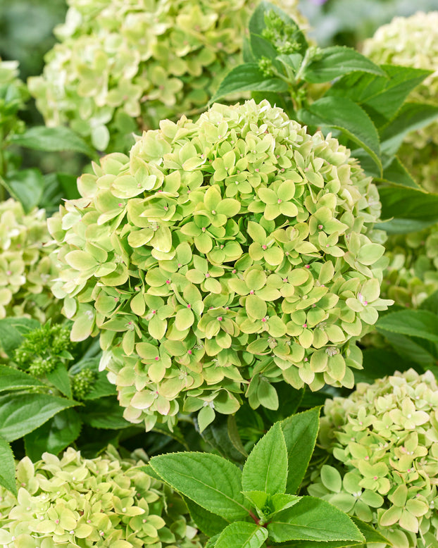 Hydrangea 'Groundbreaker Greeny'