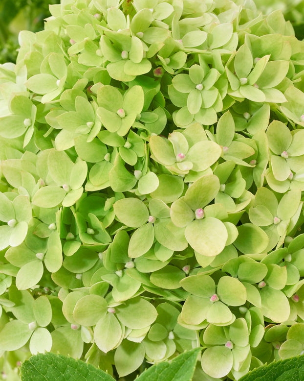 Hydrangea 'Groundbreaker Greeny'