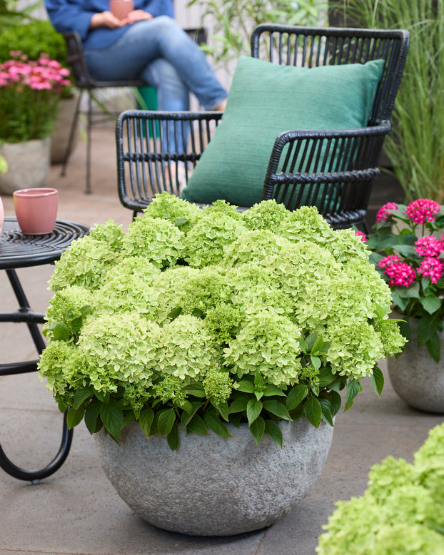 Hydrangea 'Groundbreaker Greeny'