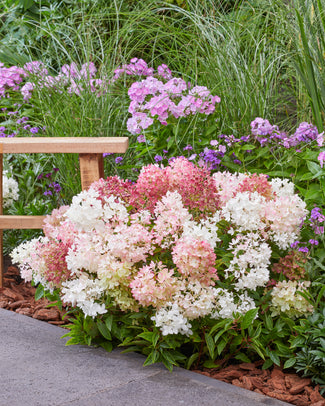 Hydrangea 'Groundbreaker Blush' Hydrangea 'Groundbreaker Blush'