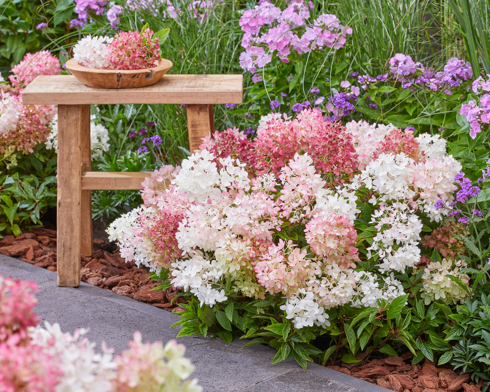 Hydrangea 'Groundbreaker Blush'