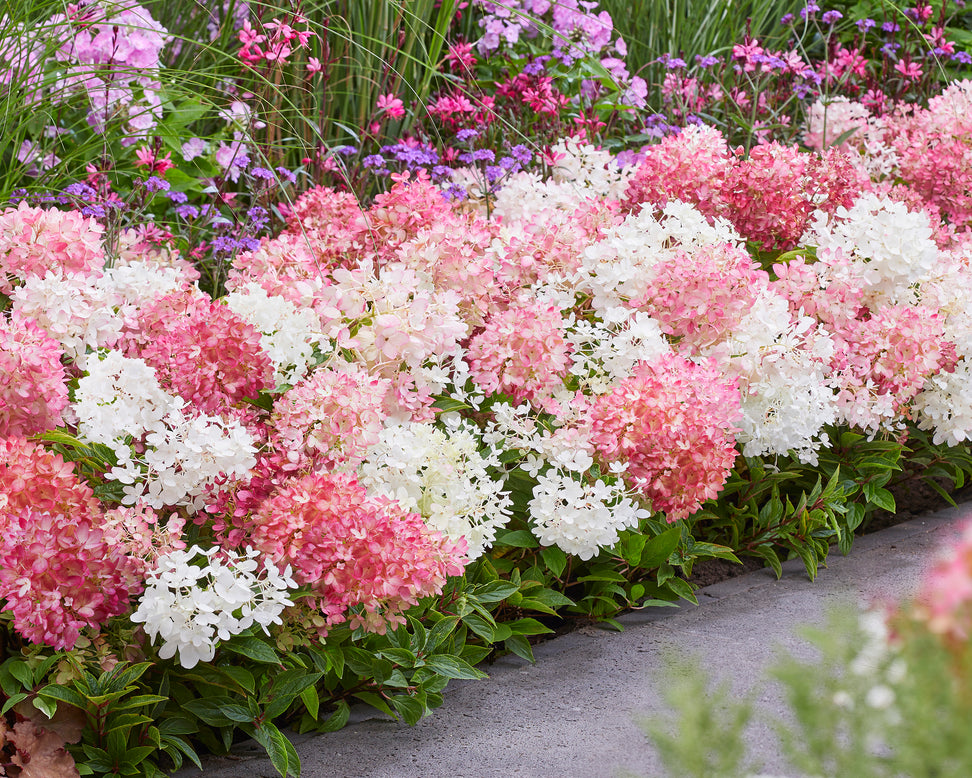 Hydrangea 'Groundbreaker Blush'