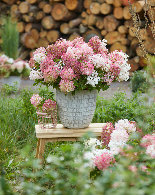 Hydrangea 'Groundbreaker Blush'