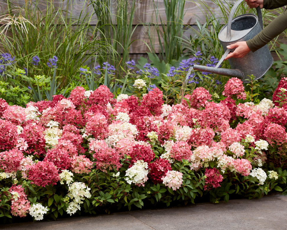 Hydrangea 'Groundbreaker Ruby'