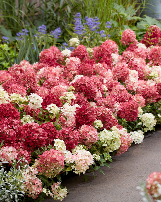 Hydrangea 'Groundbreaker Ruby' Hydrangea 'Groundbreaker Ruby'