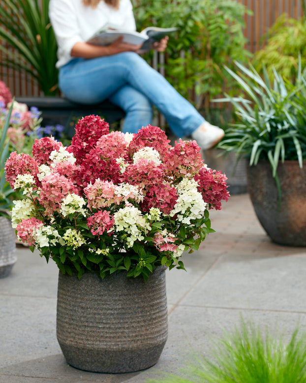 Hydrangea 'Groundbreaker Ruby'