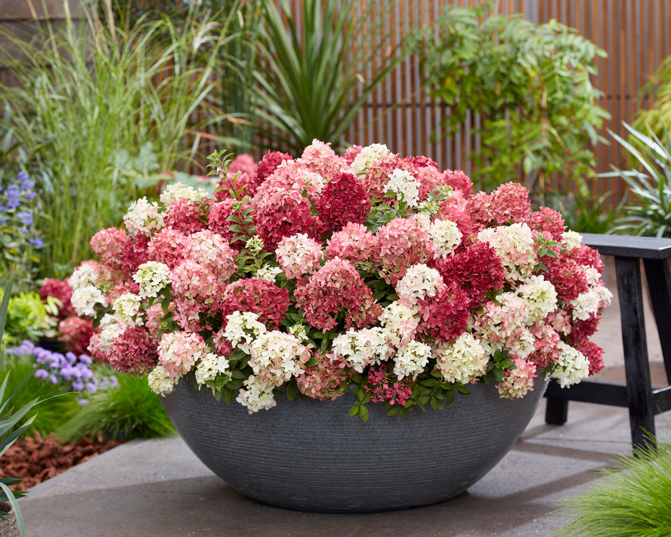 Hydrangea 'Groundbreaker Ruby'