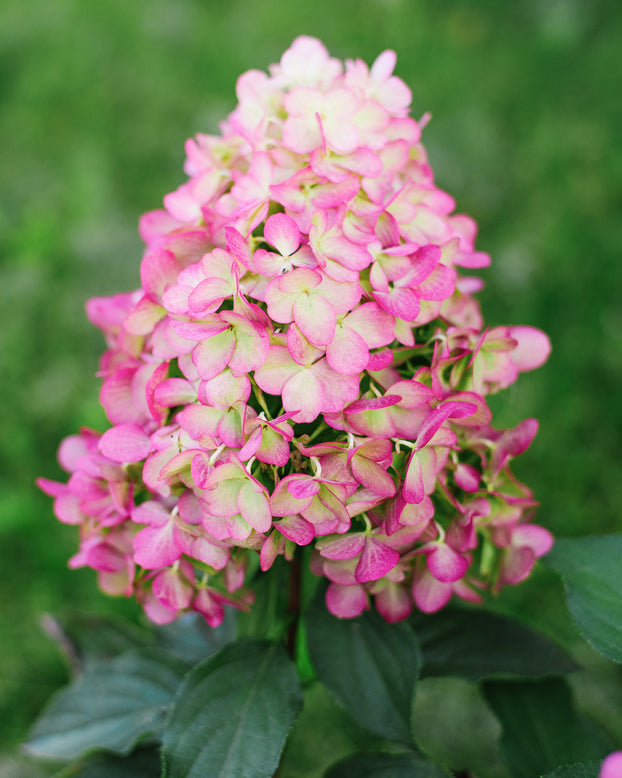Hydrangea 'Hercules'