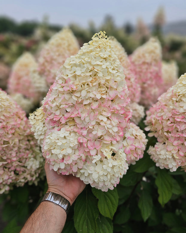 Hydrangea 'Hercules'