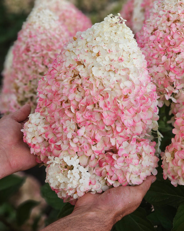 Hydrangea 'Hercules'