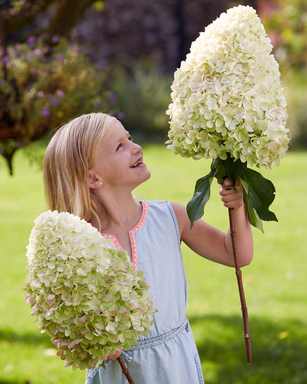 Hydrangea 'Hercules'