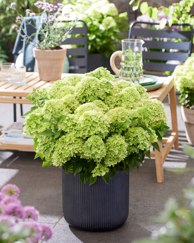 Hydrangea 'Little Apple'
