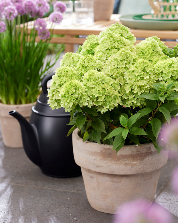 Hydrangea 'Little Apple'