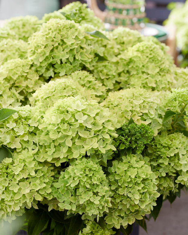 Hydrangea 'Little Apple'