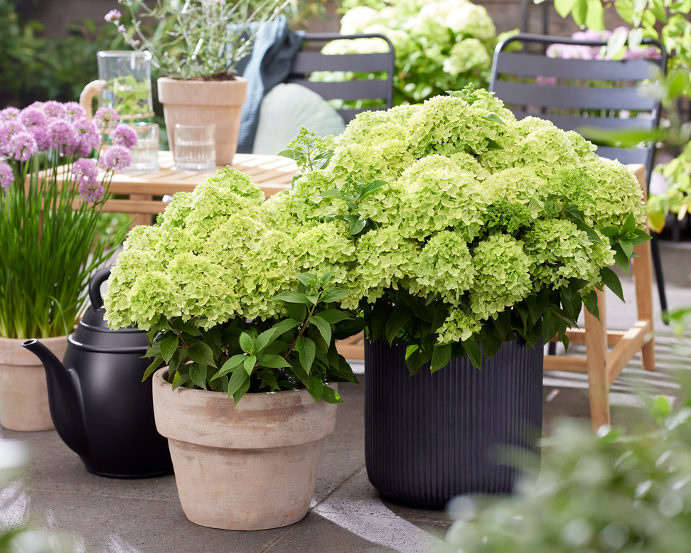 Hydrangea 'Little Apple'