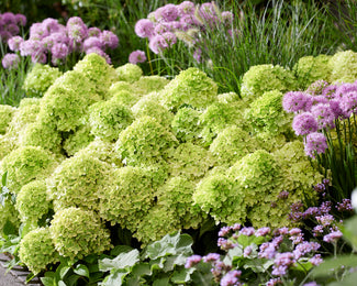 Hydrangea 'Little Apple' Green hydrangeas with purple flowers in the background