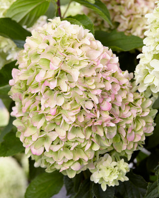 Hydrangea 'Little Fresco' Hydrangea 'Little Fresco'