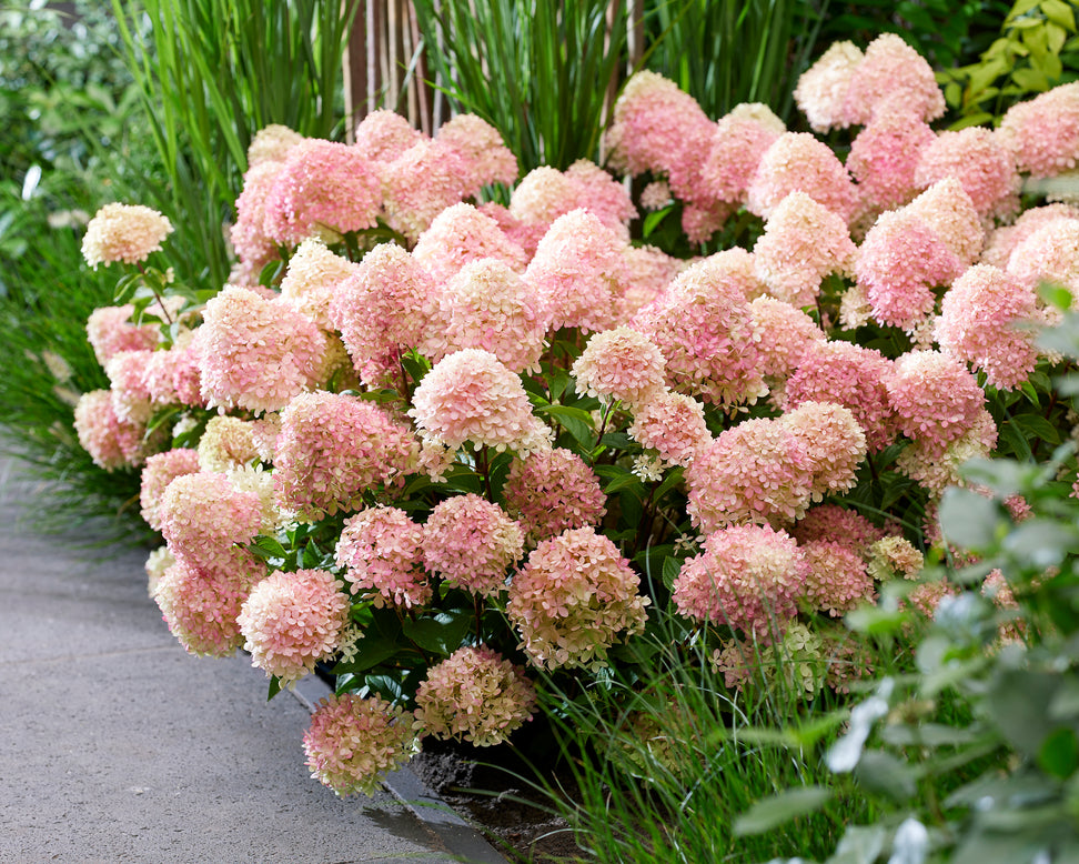 Hydrangea 'Little Love'