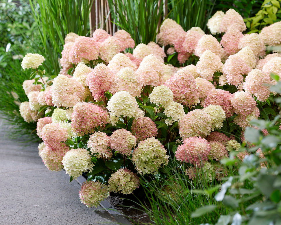 Hydrangea 'Little Love'
