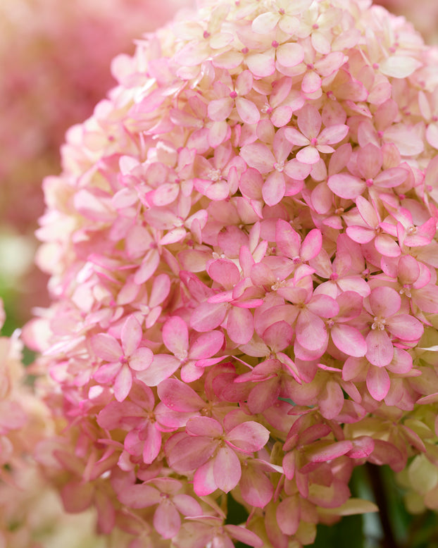 Hydrangea 'Little Love'