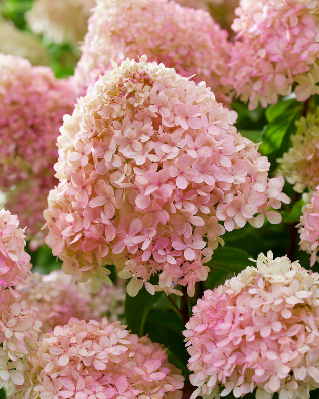 Hydrangea 'Little Love'