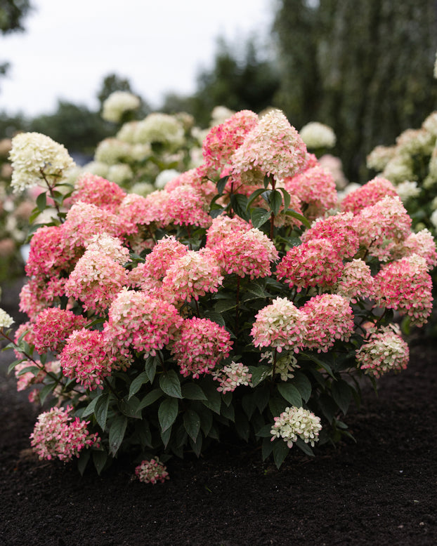 Hydrangea 'Little Love'