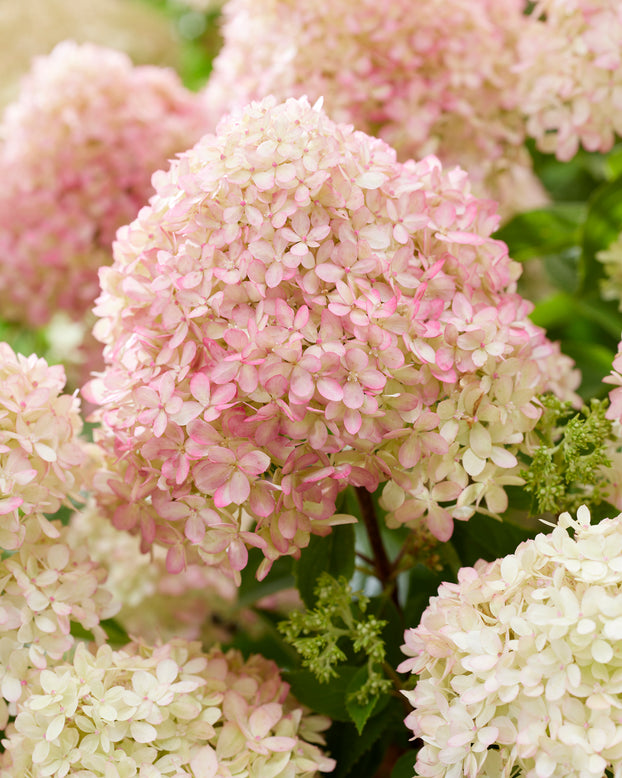 Hydrangea 'Little Love'