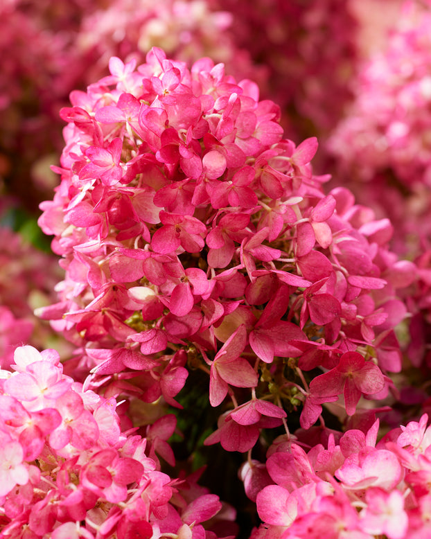 Hydrangea 'Little Rosy'